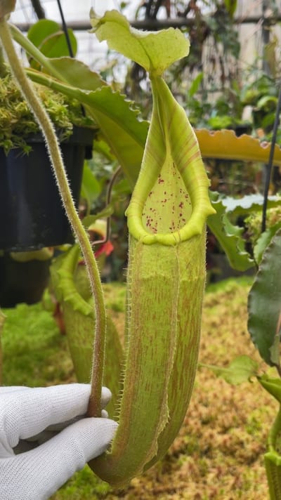 N. maxima - Sulawesi wavy-leaf – assorted clones