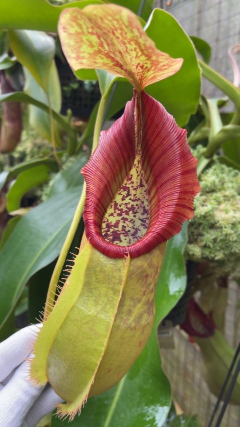 N. spathulata x veitchii