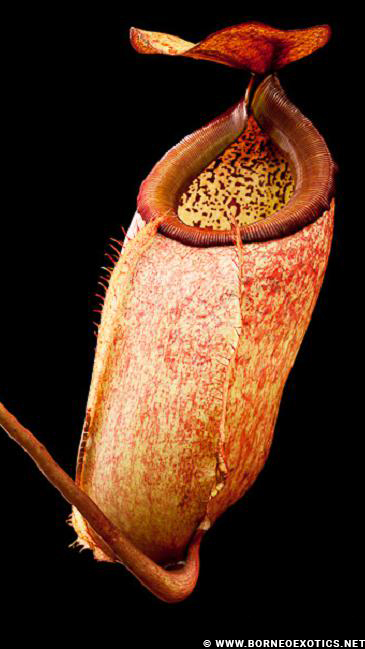 N. merrilliana – assorted clones