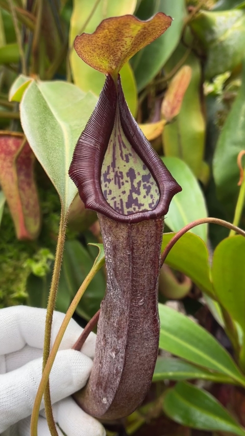 N. maxima x ramispina – best selected clone