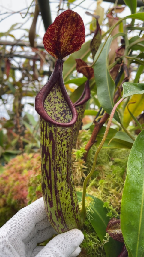 N. copelandii - assorted clones
