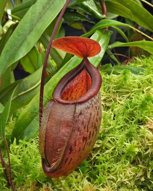 N. (hamata x glabrata) x tenuis – assorted clones