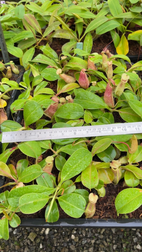 N. robcantleyi x merrilliana - assorted clones