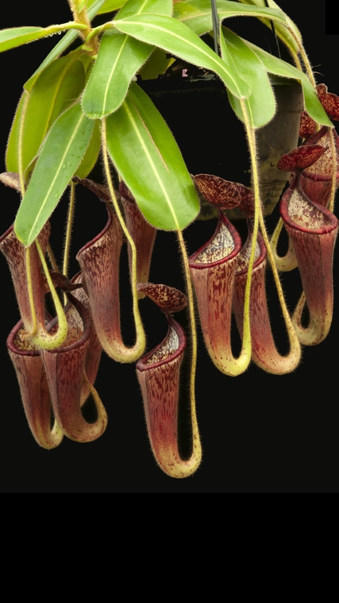 N. glandulifera - assorted clones