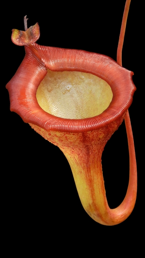 N. jamban – grex # 1 – two selected clones