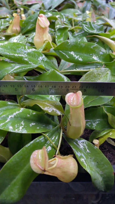 N. merrilliana – assorted clones