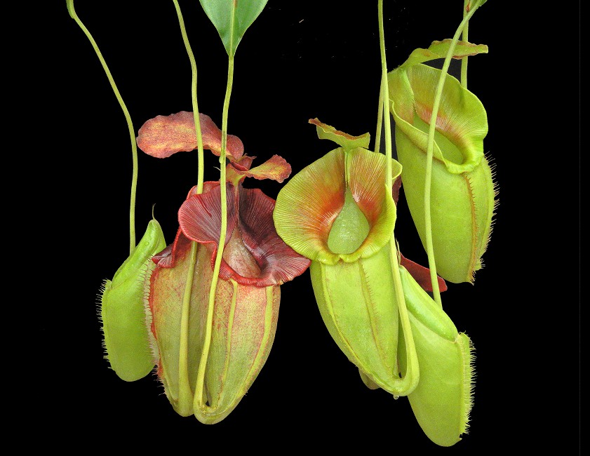 N. spathulata x jacquelineae – assorted clones