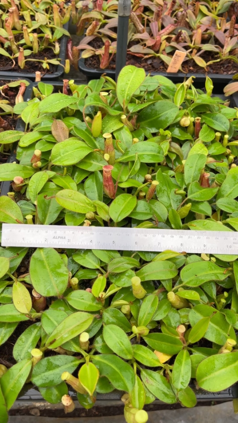 N. rajah x (chaniana x veitchii)