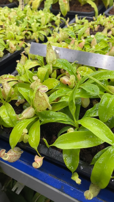 N. rafflesiana - Brunei - selected clone