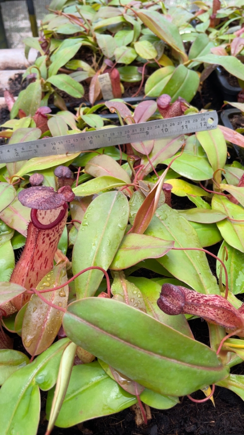 N. sibuyanensis x klossii