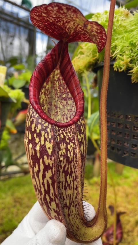 N. spectabilis x klossii – assorted clones