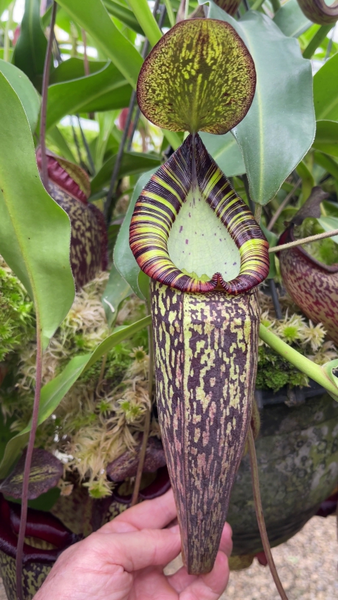 N. spectabilis – Gng. Perkinson