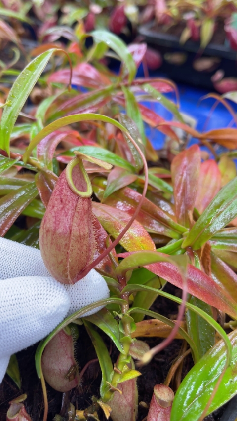 N. bellii - selected clone