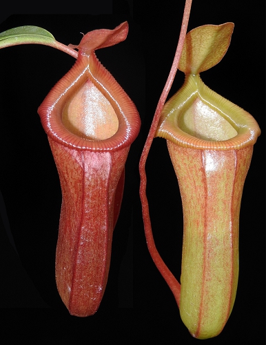 N. ventricosa x dubia – assorted clones