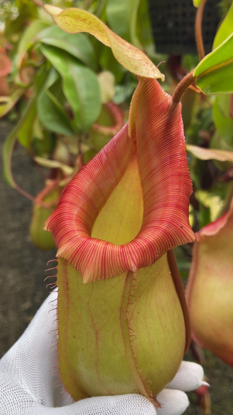 N. veitchii x ventricosa – selected clones