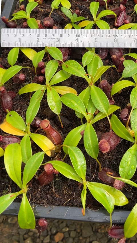 N. ‘Bill Bailey’ x robcantleyi – best selected clone