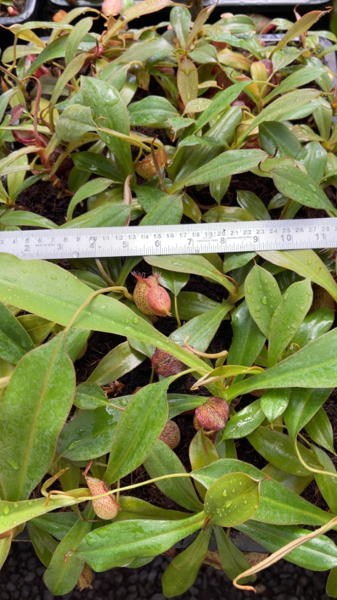 Nepenthes 'Helen' - selected cultivar