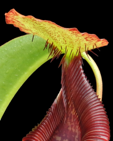 N. singalana x lowii – assorted clones