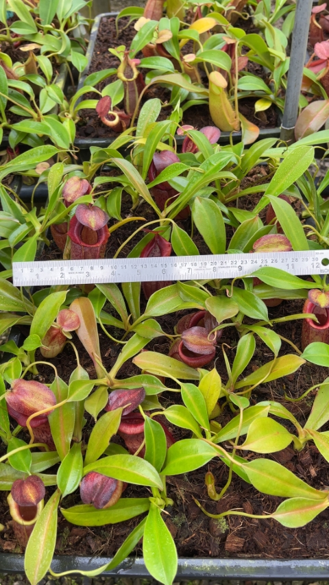 N. spathulata x tenuis - assorted clones