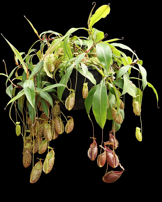 N. gymnamphora – Talakmau - assorted clones