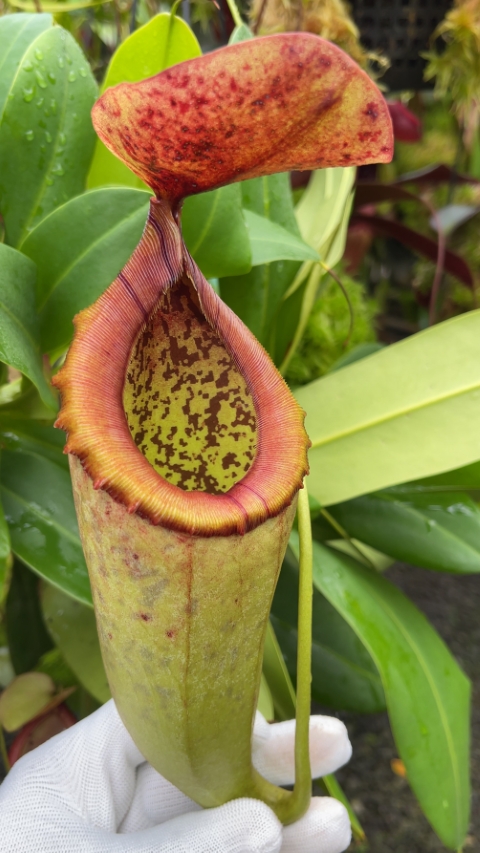 N. merrilliana x campanulata