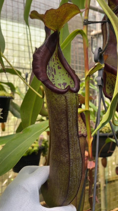 N. ramispina x robcantleyi – best two selected clones