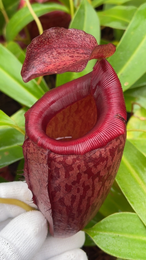 N. mira x tenuis – assorted clones