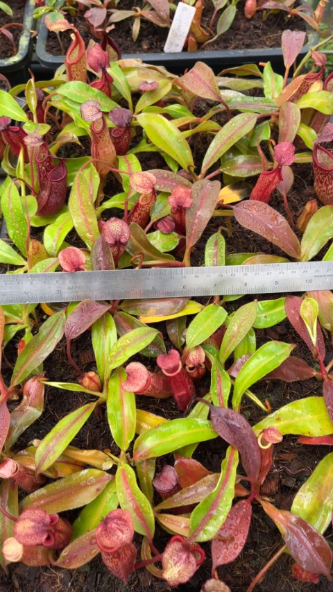 N. (veitchii x mira) x klossii - assorted clones