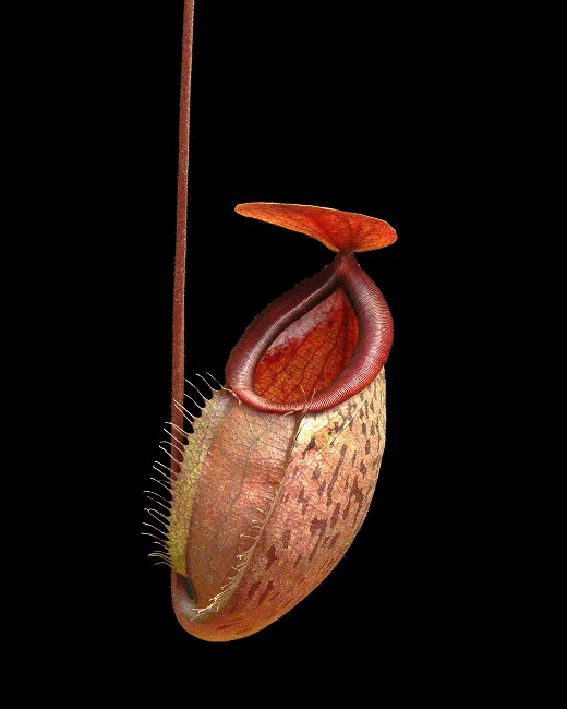 N. (hamata x glabrata) x tenuis – assorted clones