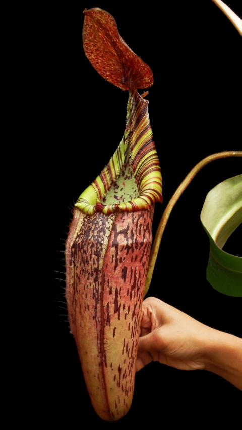 WIP N. spectabilis x veitchii - assorted clones