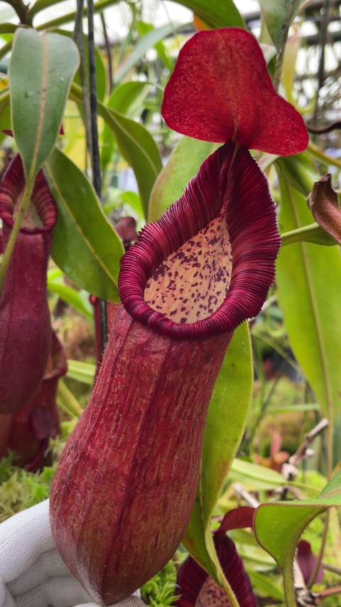 N. petiolata - assorted clones
