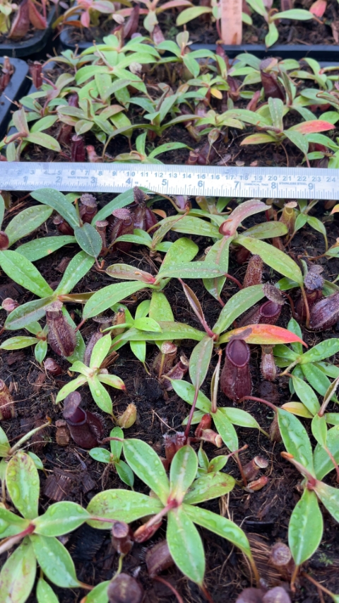 N. hamata x (lowii x tentaculata) - assorted clones