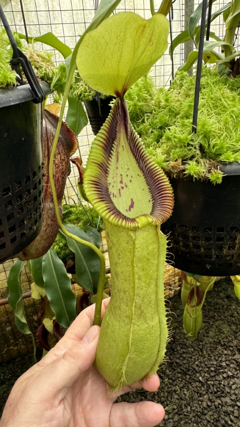 N. robcantleyi x hamata - assorted clones