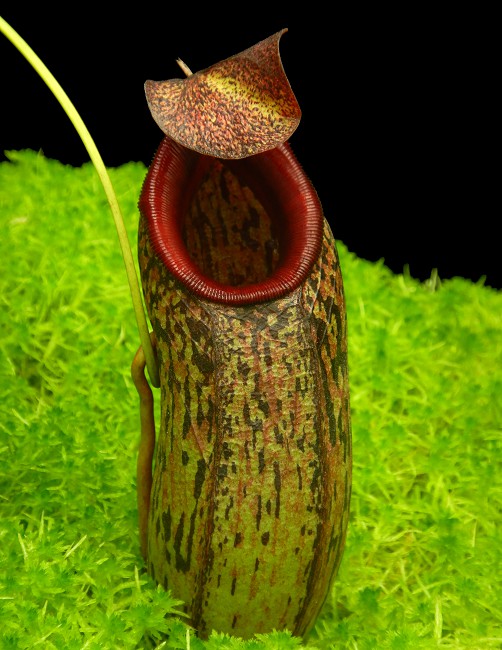 N. aristolochioides x burkei – selected clone