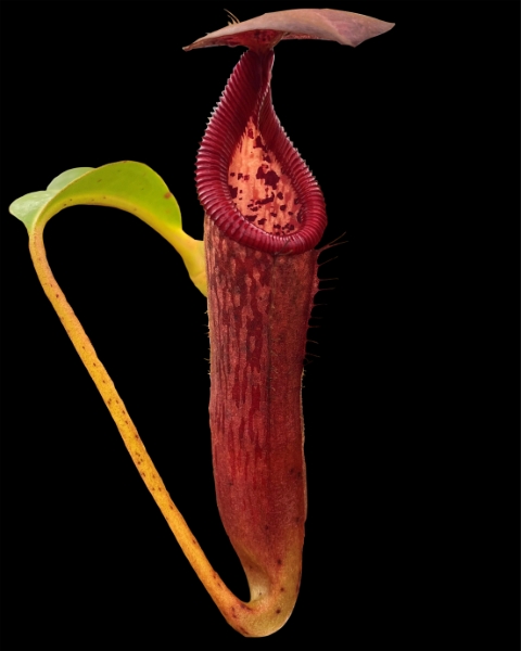 N. glandulifera x edwardsiana - selected clones