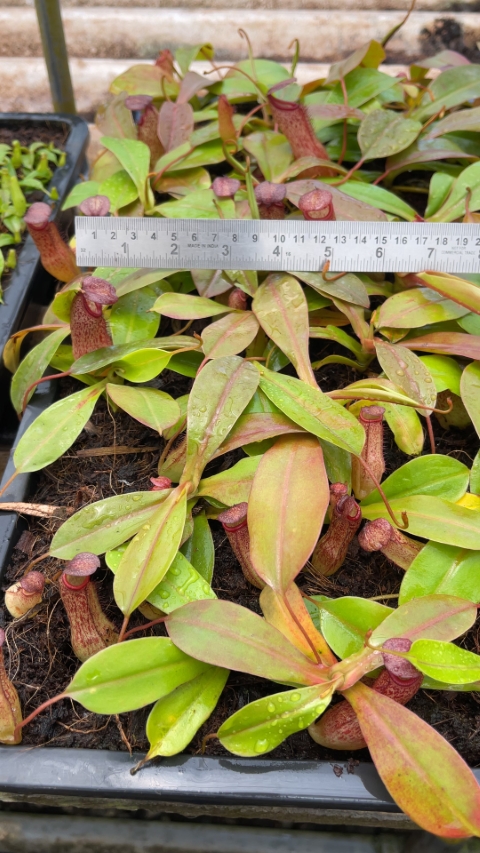 N. sibuyanensis x klossii