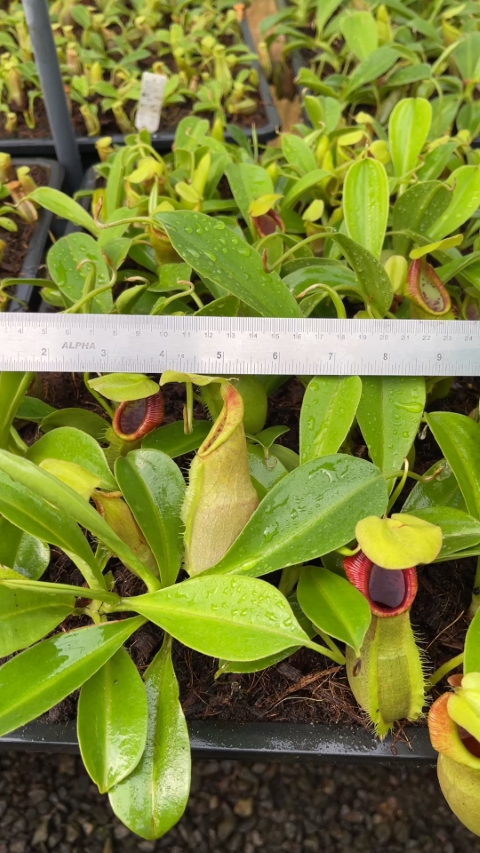 N. spathulata – best selected clone