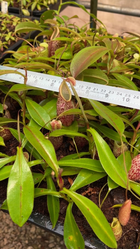 N. gymnamphora – tall form