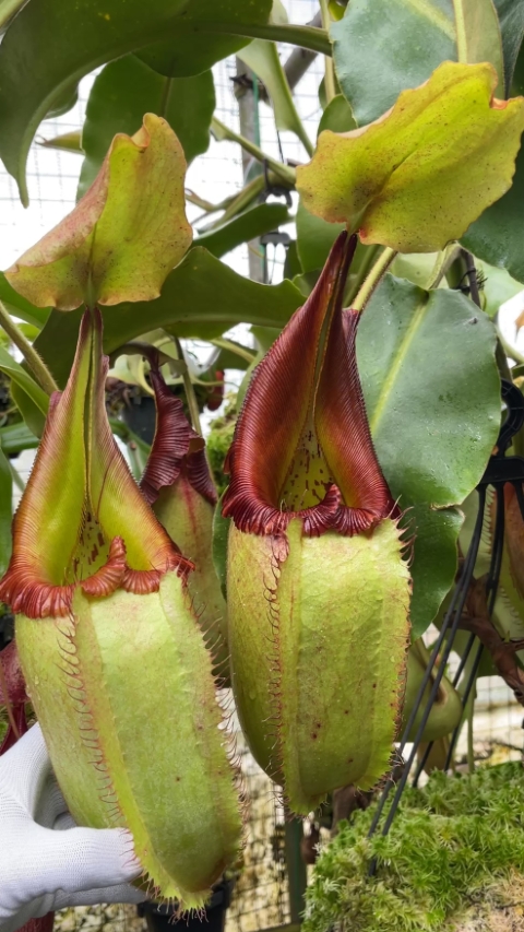 N. robcantleyi x veitchii