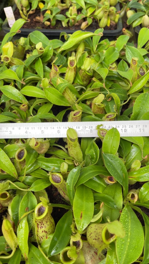 N. spathulata x ampullaria – burgundy speckled