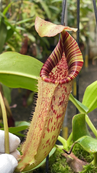 N. (veitchii x lowii) x burbidgeae - assorted clones