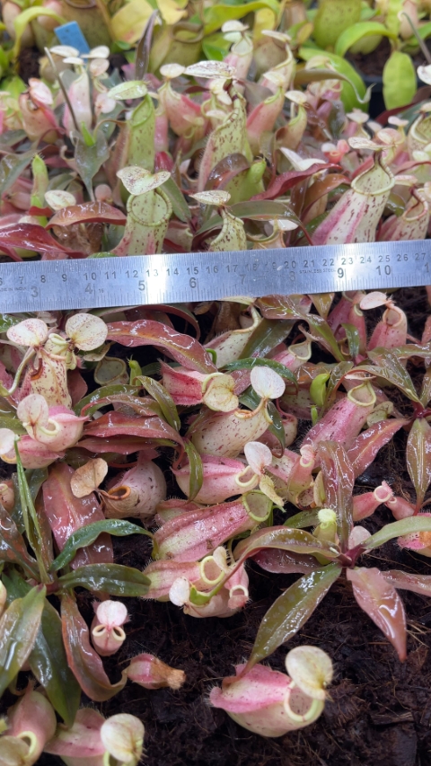 N. rafflesiana - Brunei light speckled - selected clone