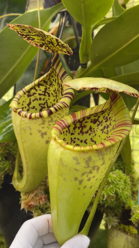 N. burbidgeae x campanulata – assorted clones