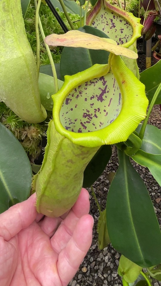 N. spathulata x campanulata – best selected clone