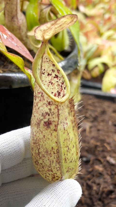 N. hirsuta - Serapi - assorted clones