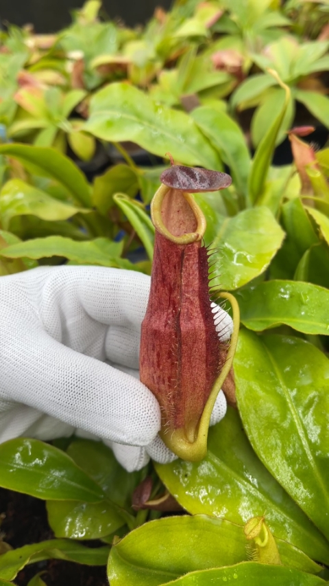 N. longifolia – single clone