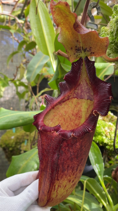 N. maxima x ‘trusmadiensis’ - selected clones
