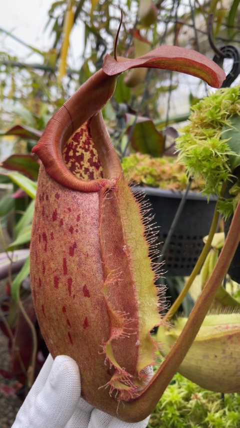 N. robcantleyi x merrilliana - assorted clones