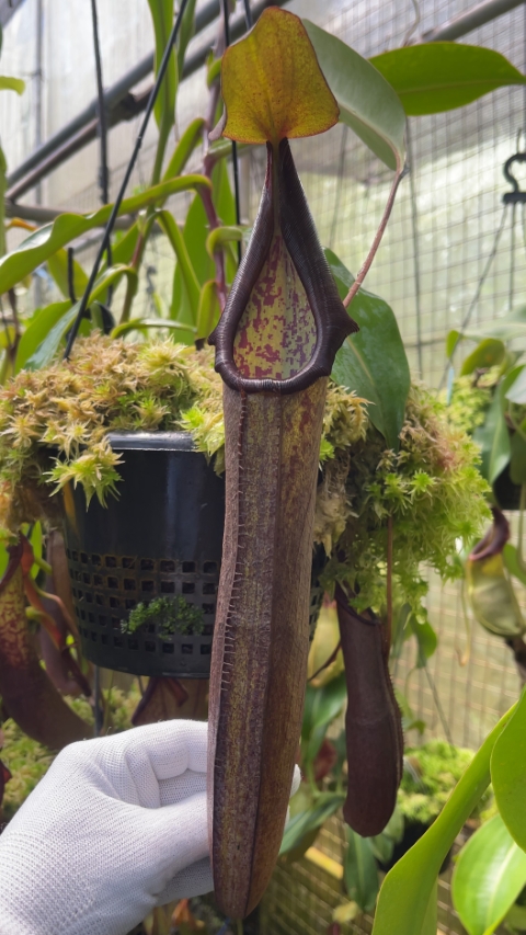 N. ramispina x robcantleyi – best two selected clones