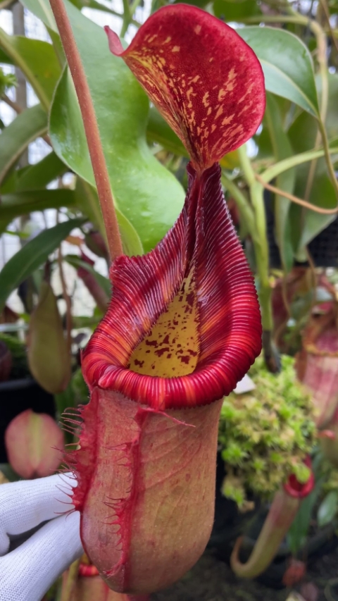 N. (veitchii x lowii) x (burbidgeae x edwardsiana) - assorted clones